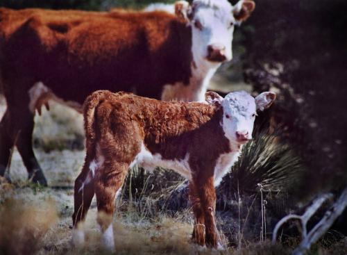 Calf with cow  